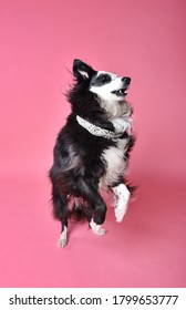 Photography of a dog in studio with pink background