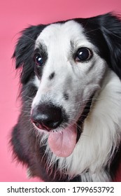 Photography of a dog in studio with pink background