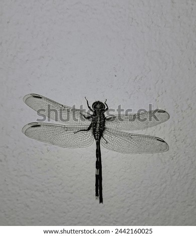 a photography of a dragonfly with a long black tail.
