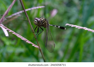 Photography of a dragonfly perched on a weed. Macro shot of a dragonfly in the wild. Graphic Resources. Animal Themes. Animal Closeup. Nature Photography Concept. Shot in macro lens - Powered by Shutterstock