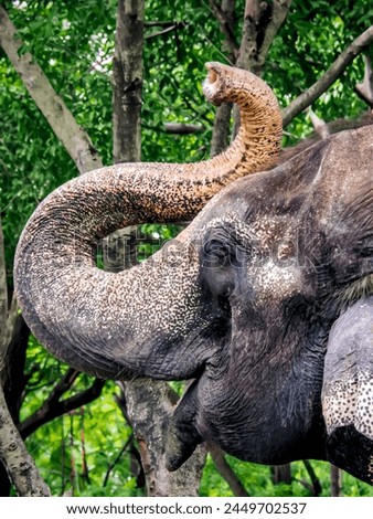 a photography of an elephant with a long trunk and a snake on its back.