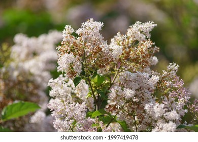 Photography of the Fading lilac bush. Light purple lilac bush in bloom.  The concept of the transience of life and withering. Natural background. A lot of small flowers.