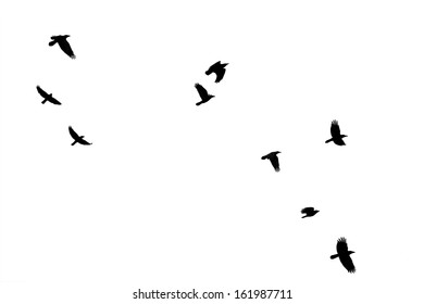 The Photography Of Flying Crows, Which Were Isolated / Flock Of Crows                 