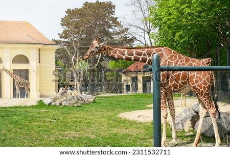 Photography of a giraffe at the zoo in Vienna on a clear day