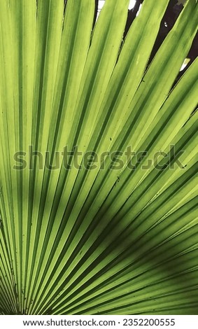 a photography of a green palm leaf with a white background, spiral green leaf of a palm tree with a white background.