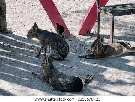 a photography of a group of animals laying on the ground, brush kangaroos and other animals are laying on the sand.