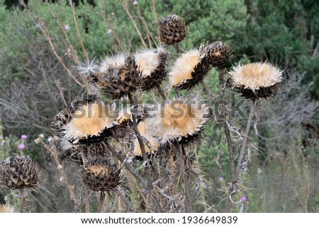 Photography of a group of dried thistle flowers