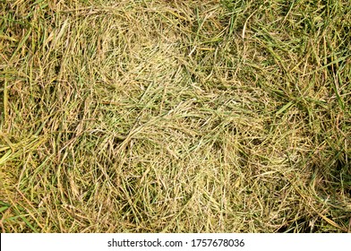 Photography of the haystack. the Texture is good for the background