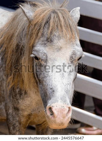 a photography of a horse with a long mane standing next to a bench.