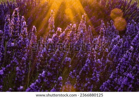 Similar – Field of lavender | it smells like … the Provence