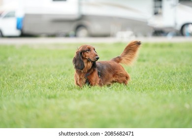 Photography Of Multiple Dog Breeds