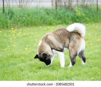 Photography Of Multiple Dog Breeds