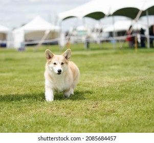 Photography Of Multiple Dog Breeds