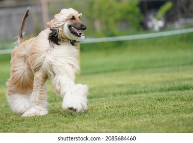 Photography Of Multiple Dog Breeds