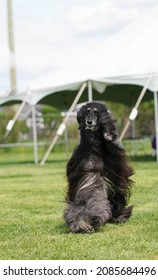 Photography Of Multiple Dog Breeds