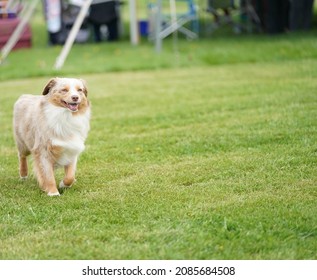 Photography Of Multiple Dog Breeds