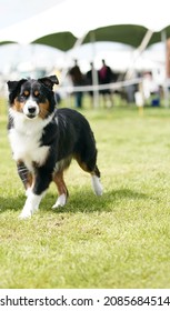 Photography Of Multiple Dog Breeds