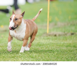 Photography Of Multiple Dog Breeds