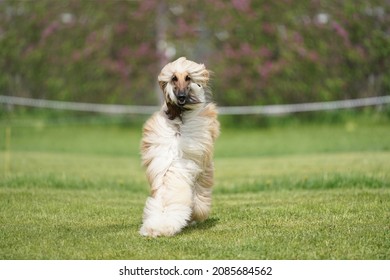 Photography Of Multiple Dog Breeds