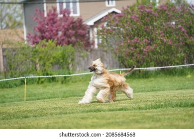 Photography Of Multiple Dog Breeds