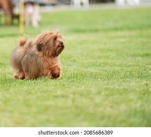 Photography Of Multiple Dog Breeds