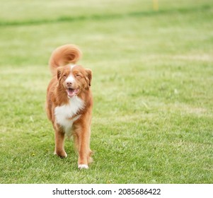 Photography Of Multiple Dog Breeds