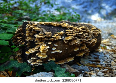 photography of mushrooms thriving on a dead piece of wood