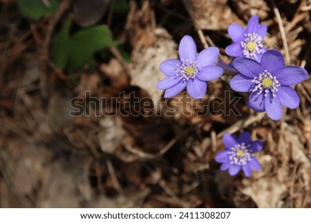 photography, non-urban, nature, springtime, blue, liverwort, forest, horizontal, purple, no people, close-up, closeup, spring, hepatica, blooming, beauty, uncultivated, blue flower, flowering plant