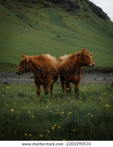 Similar – Image, Stock Photo cowboys Organic produce