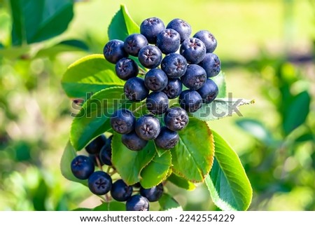 Photography on theme beautiful berry branch aronia bush with natural leaves under clean sky, photo consisting of berry branch aronia bush outdoors in rural, floral berry branch aronia bush in garden