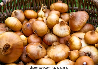 Photography on theme beautiful onion vegetable plant with napiform skin, photo consisting of onion vegetable plant outdoors in rural, onion vegetable plant from big ground field collected by farmer