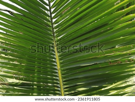 a photography of a palm leaf with a green background, spirally shaped green leaves of a palm tree in a tropical setting.