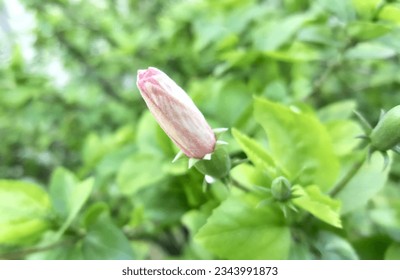 a photography of a pink flower budding on a tree, there is a pink flower that is growing on a tree. - Powered by Shutterstock