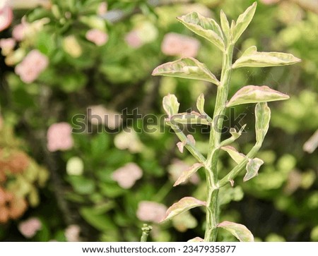a photography of a plant with a lot of leaves and flowers, flowerpot with a green stem and pink flowers in the background.