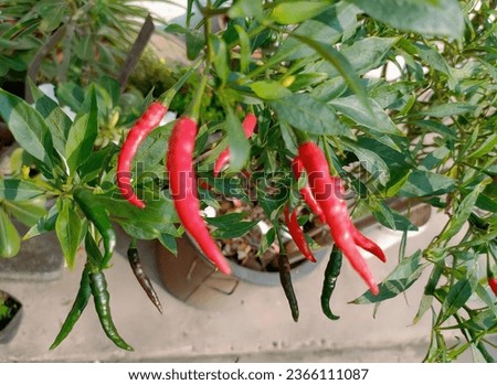 a photography of a potted plant with red chili peppers, flowerpots of red chili peppers are growing in a pot.