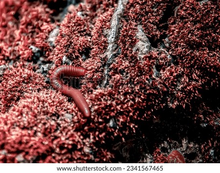 a photography of a red worm crawling on a rock covered in red moss, on a rock with red moss and red lichens.