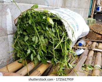 Photography Of A Sack Of Fresh Grass For Livestock Feed