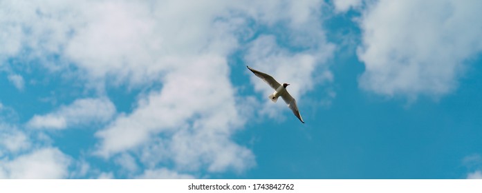 Photography Of A Seagull Over The Land In Spring Sunny Day. Theme Of The Life Of Wild Animals.