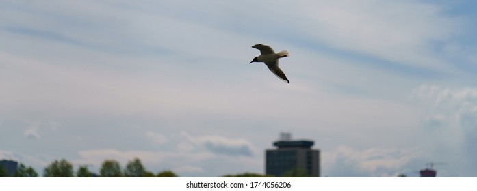 Photography Of A Seagull Over The Land In Spring Sunny Day. Theme Of The Life Of Wild Animals.