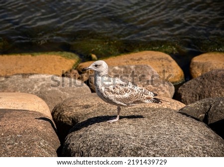 Photography of seagull, rocks, sea, bird, argentatus