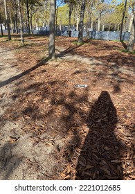 Photography Of A Shadow In Fall In The Jardin Des Tuileries In Paris