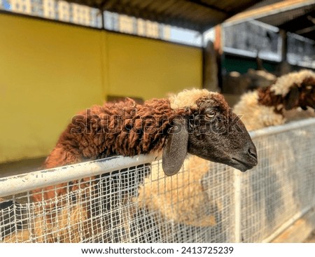 a photography of a sheep with a long wool coat is looking over a fence.