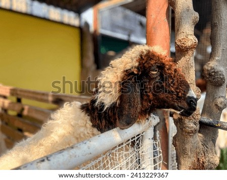 a photography of a sheep with a long wooly coat leaning over a fence.