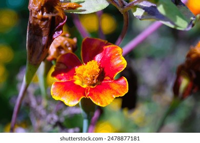 Photography of Single Red marigold flower or Tagetes Cinnabar. Macro shot of beautiful flowers in the garden. Graphic Resources. Macro Photography. Flower Close-up. Nature photography concept - Powered by Shutterstock