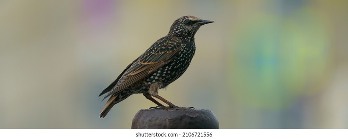 Photography Of A  Starling At The City Street In Autumn Day. He Sits On A Log. Theme Of Bird Watching, Wildlife And Beauty Of Nature. Panoramic Image. Side View