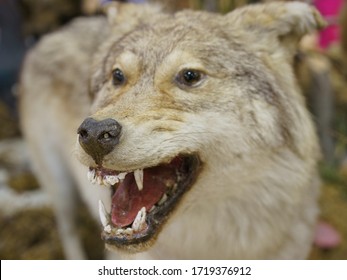 591 Stuffed Wolf Images, Stock Photos & Vectors 