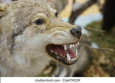 Wolf Snout Images, Stock Photos & Vectors | Shutterstock