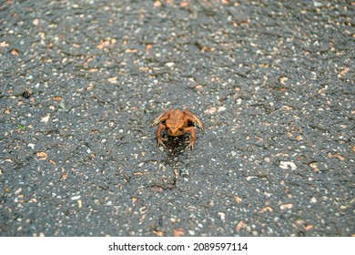 Photography to theme beautiful brown frog amphibian, animal toad on forest street. Photo consisting of wet pimple frog amphibian, toad sits on asphalt path. Adorable body toad is wild frog amphibian.