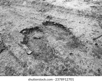 Photography to theme big footprint animal cow close up on gray earth background. Photo consisting of natural old footprint animal cow outdoors top view. Muddy dark footprint animal cow on dry ground.