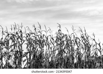 1,522 Corn on cob silhouette Images, Stock Photos & Vectors | Shutterstock